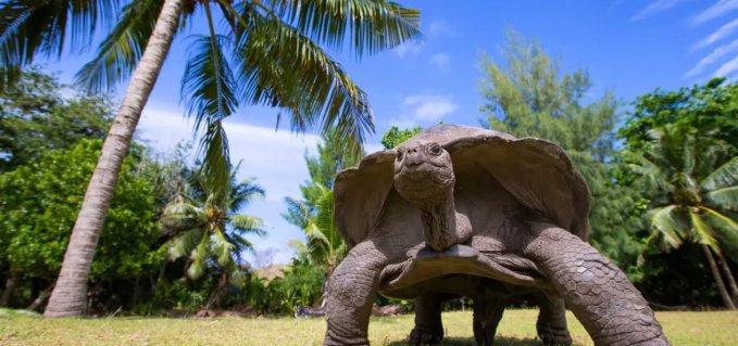 Giant Aldabra Tortoise Encounters